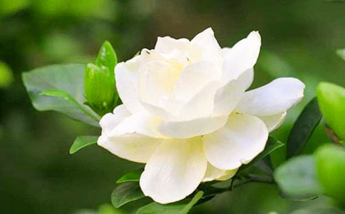 梔子花作文合集(4篇)