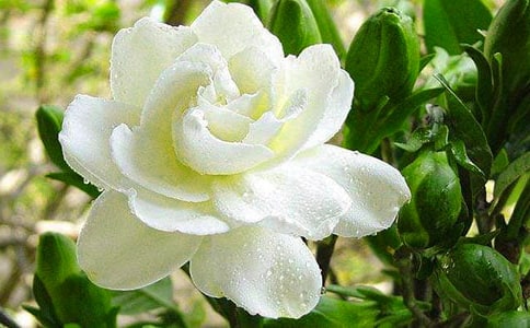 【優(yōu)】梔子花作文