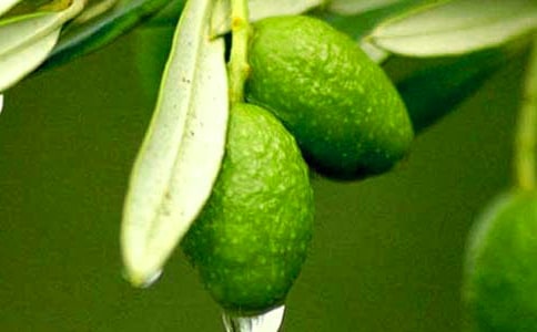 ��Ҳ��^һö���ϙ�����