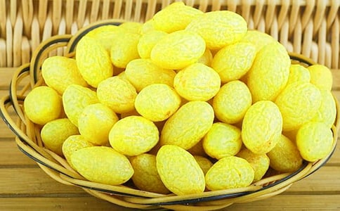 橄欖枝下的守望作文