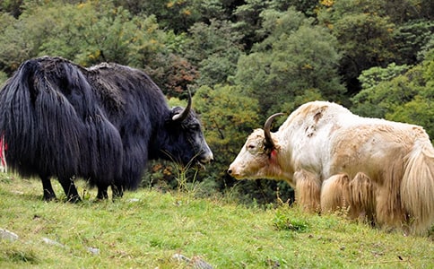 牦牛TGF-β2基因片段的克隆測序及系統(tǒng)進化分析