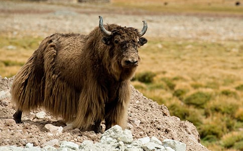 ����ţ�x�����