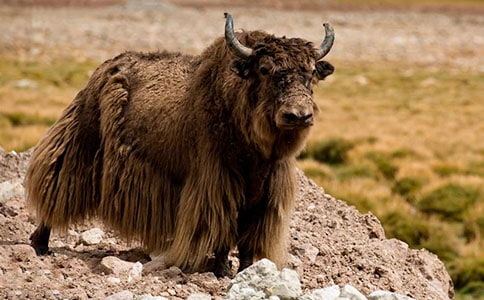 ��ţ��ǜ���������ʲô��