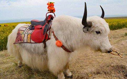 采用CUE-MATE和羊樂(lè)+D-PG法誘導(dǎo)當(dāng)雄牦牛同期發(fā)情的效果觀察