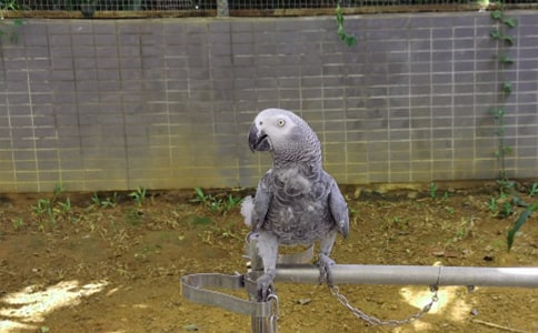 鸚鵡優(yōu)秀作文4篇【優(yōu)】