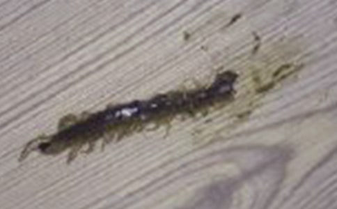 Ұ��l�����������Ȍ������鸻��������Ӱ�