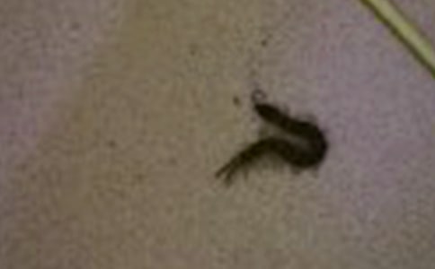 ���X��ɢ��