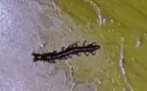 孫悟空斗打蜈蚣之王童話作文