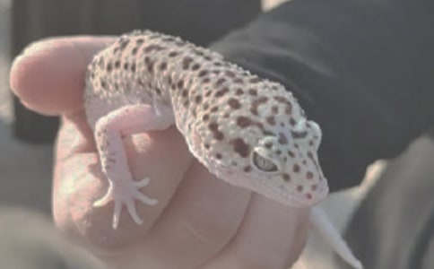 我家的蜥蜴作文450字(通用20篇)