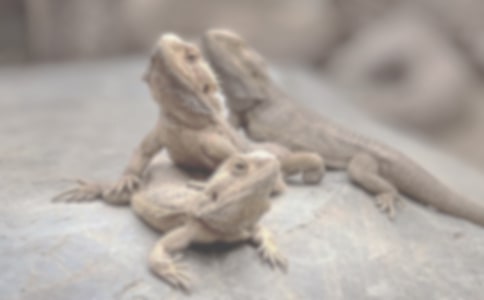 ��ֻ��������