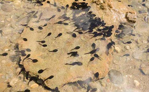 �ɐ۵�С���