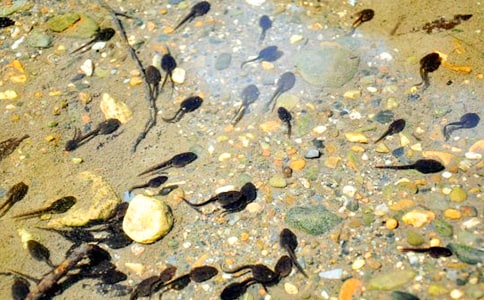 小蝌蚪350字作文