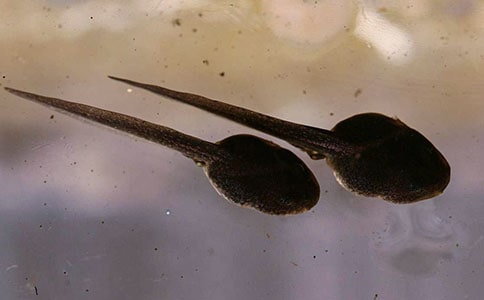 蝌蚪觀察日記(精選15篇)