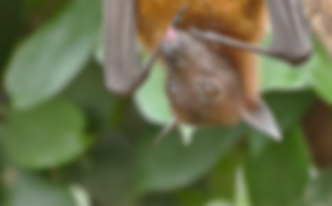 實(shí)用的蝙蝠的作文