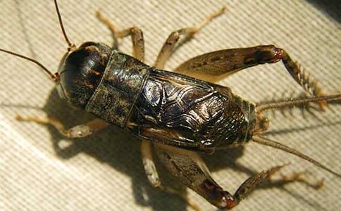 蟋蟀還鄉(xiāng)的優(yōu)秀作文