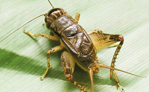 蟋蟀優(yōu)秀作文