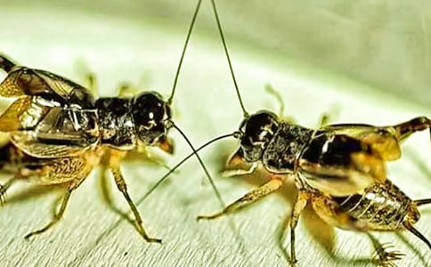 ���^����ӛ