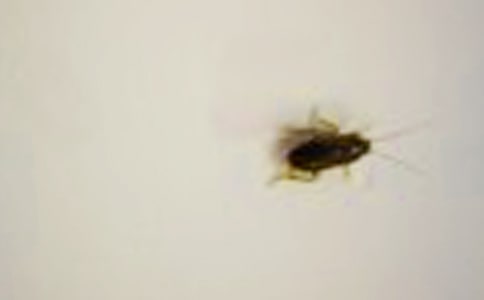 蟑螂大戰(zhàn)作文