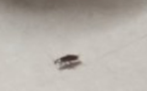 寫消滅蟑螂的滿分作文600字左右