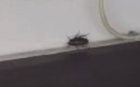 蟑螂的自述作文700字