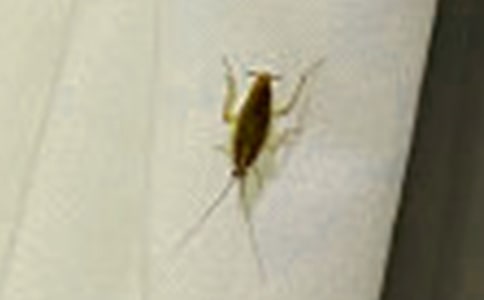 如何預防以及徹底消滅蟑螂 -資料