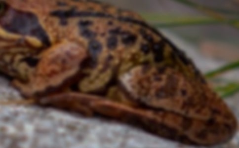 激光照射中華大蟾蜍4細(xì)胞期胚胎動(dòng)態(tài)觀察