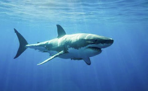 �P(gu��n)�����~����