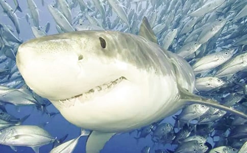 鯊魚的自述作文350字