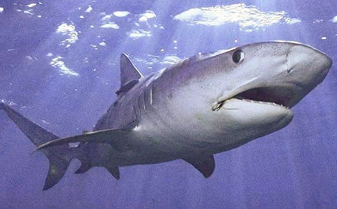 我-小鯊魚的遭遇