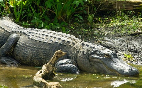 ����c�{�~�Č�(du��)ԒͯԒ����