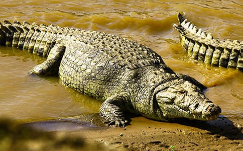 (集合)關(guān)于鱷魚的作文