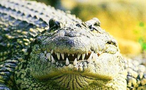 �ζ��T�{�~�u600������