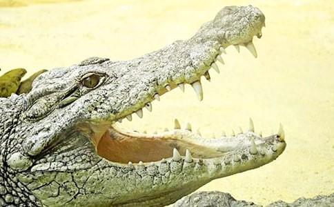 會偽裝的大鱷魚作文